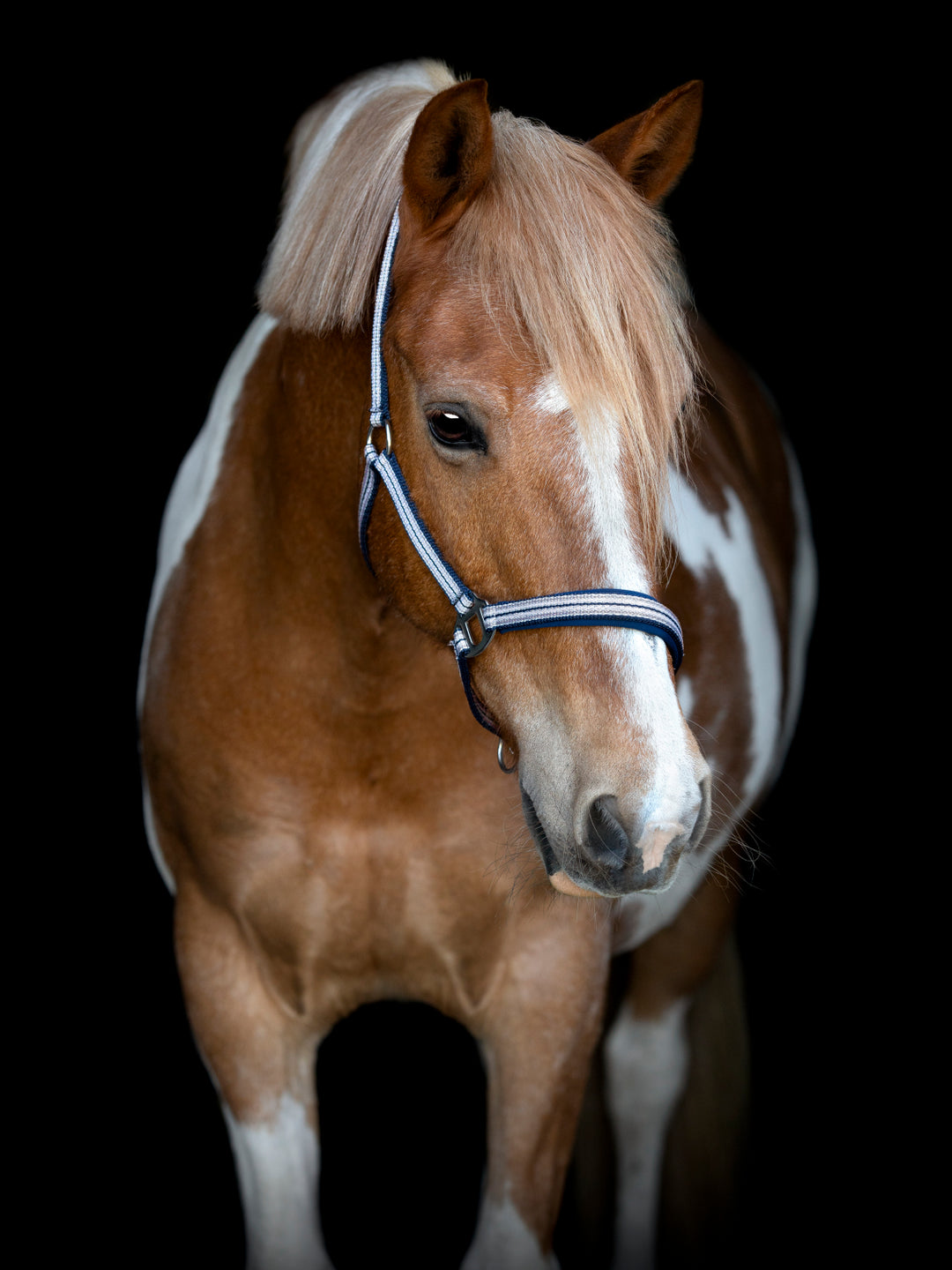 HorseGuard Mascha grime