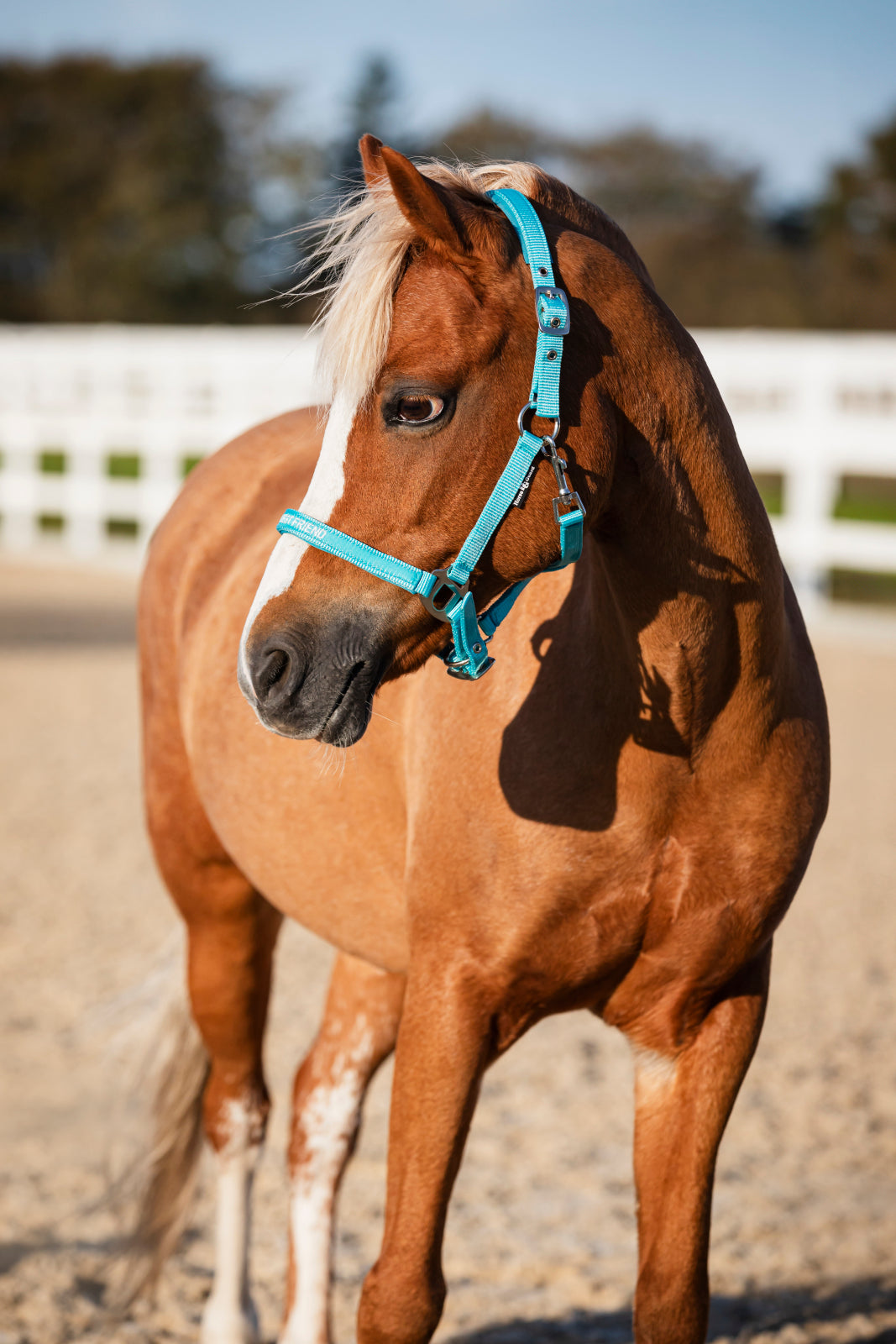 HorseGuard Malva grime med tekst