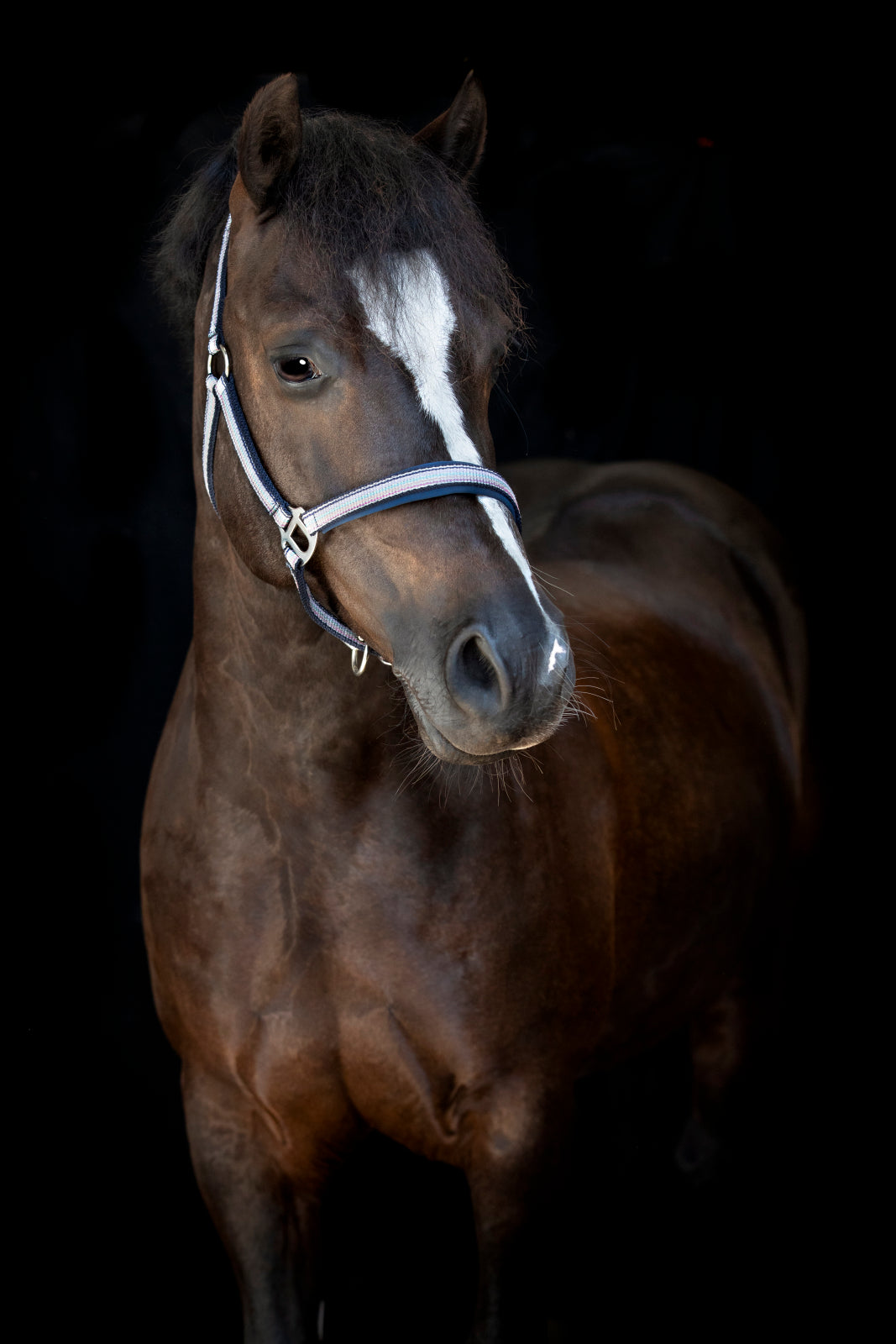 HorseGuard Mascha grime