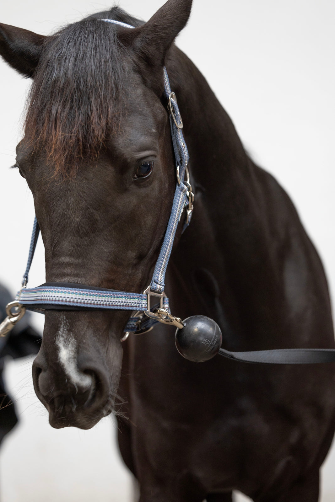 HorseGuard opbindingsstrop med gummikugle