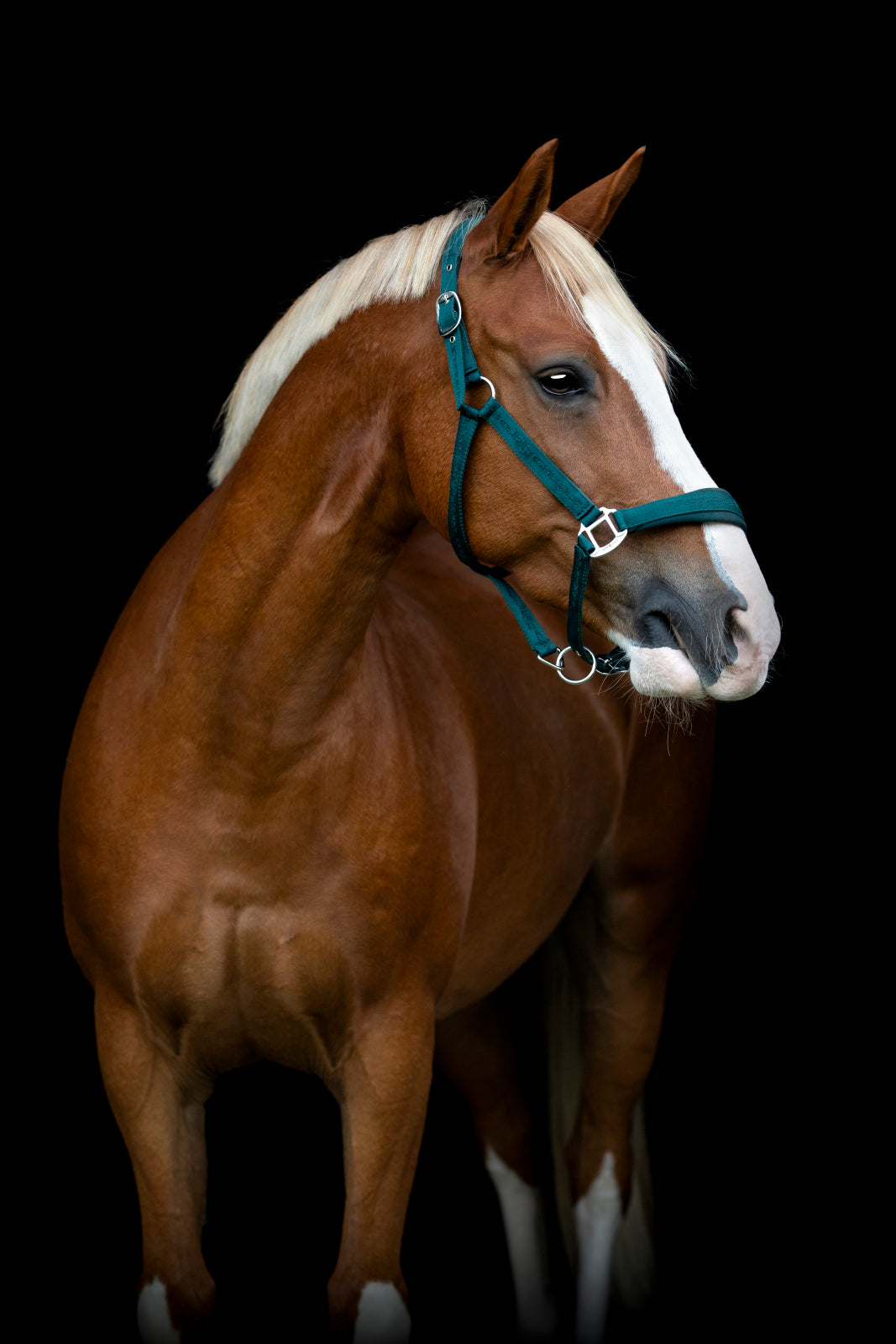 HorseGuard Diya 2.0 grime
