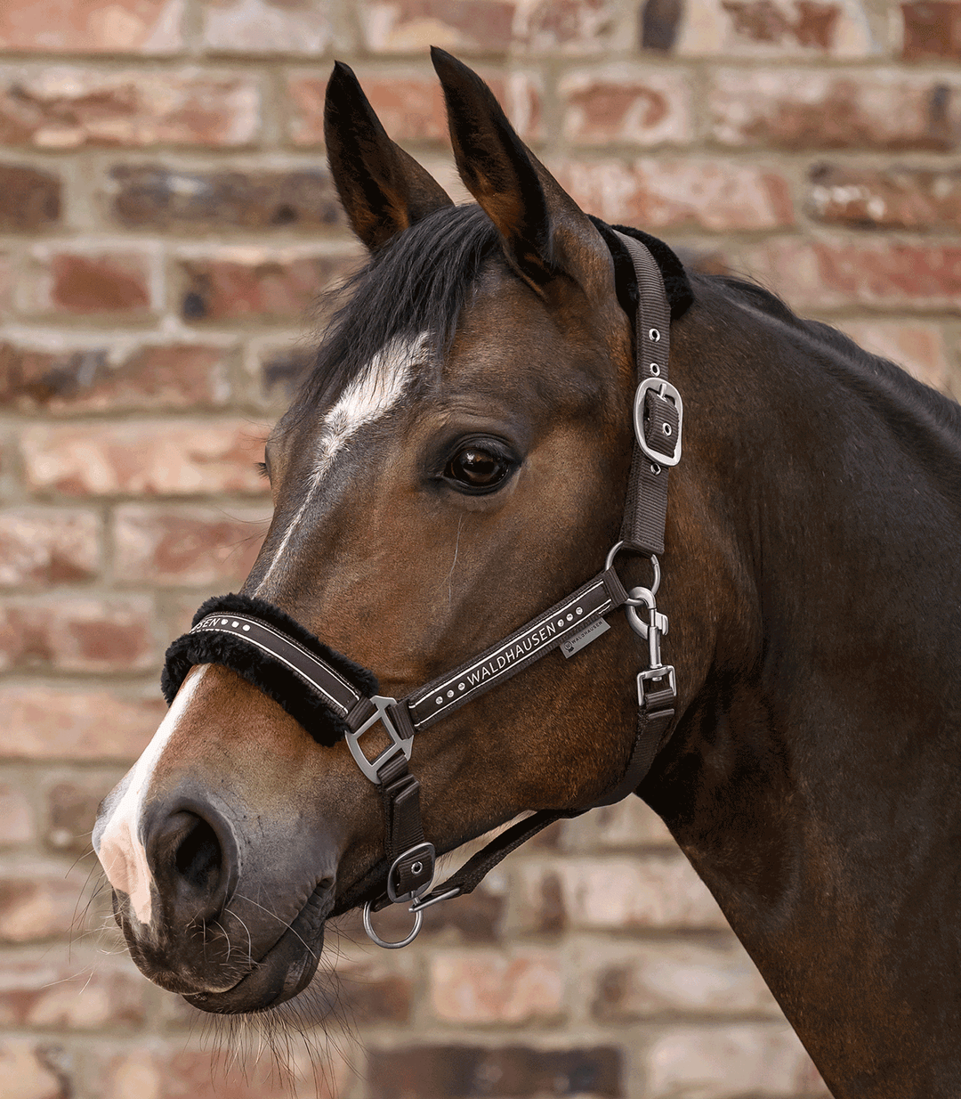 Waldhausen Elegant grime