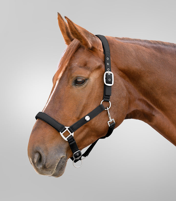 Waldhausen Trinidad grime