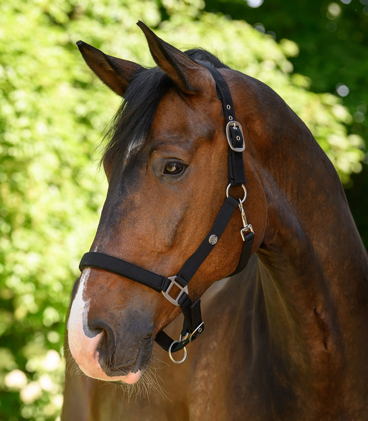 Waldhausen Trinidad grime