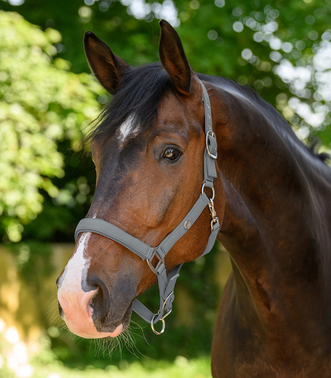 Waldhausen Trinidad grime