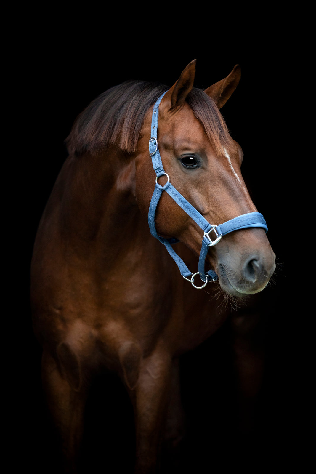 HorseGuard Diya 2.0 grime