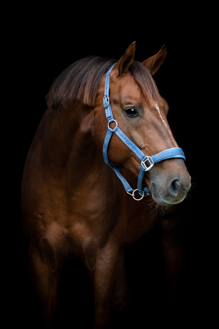 HorseGuard Diya 2.0 grime