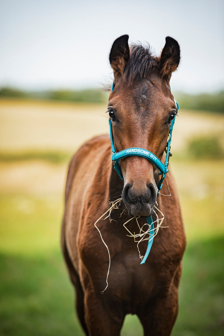 HorseGuard Malva følgrime