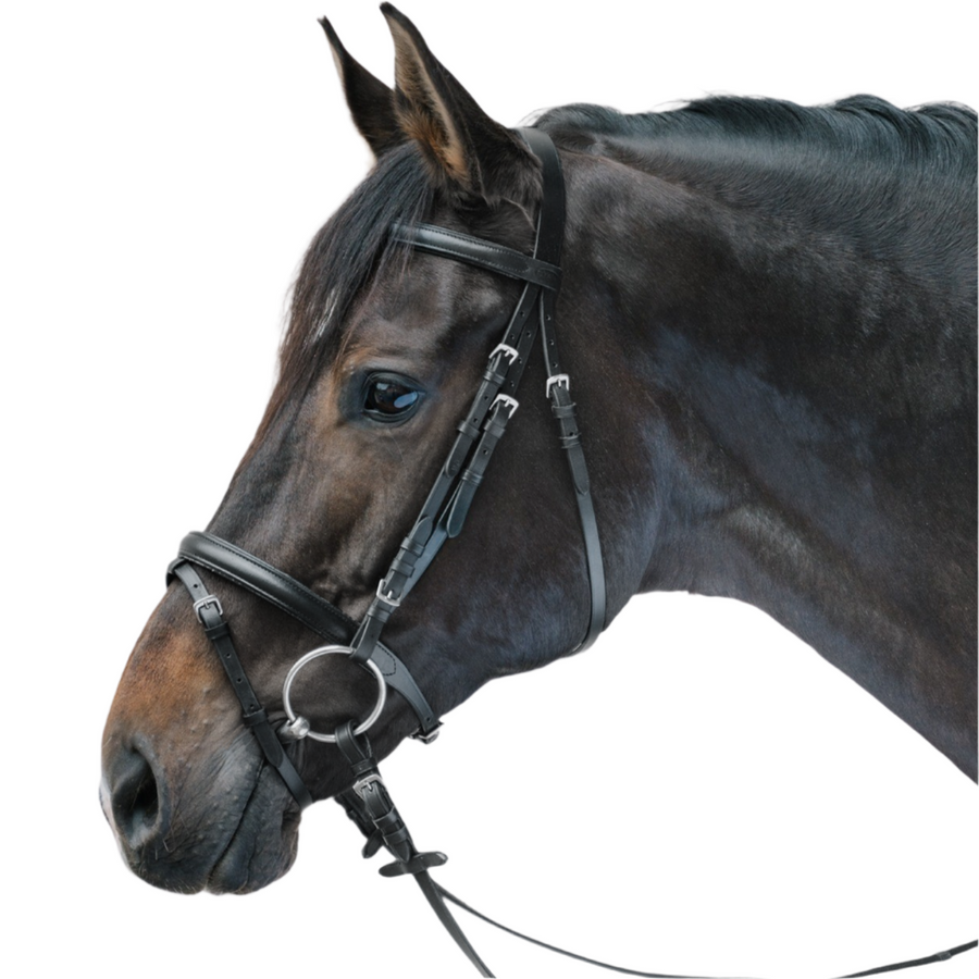 STAR Bridle Lifestyle