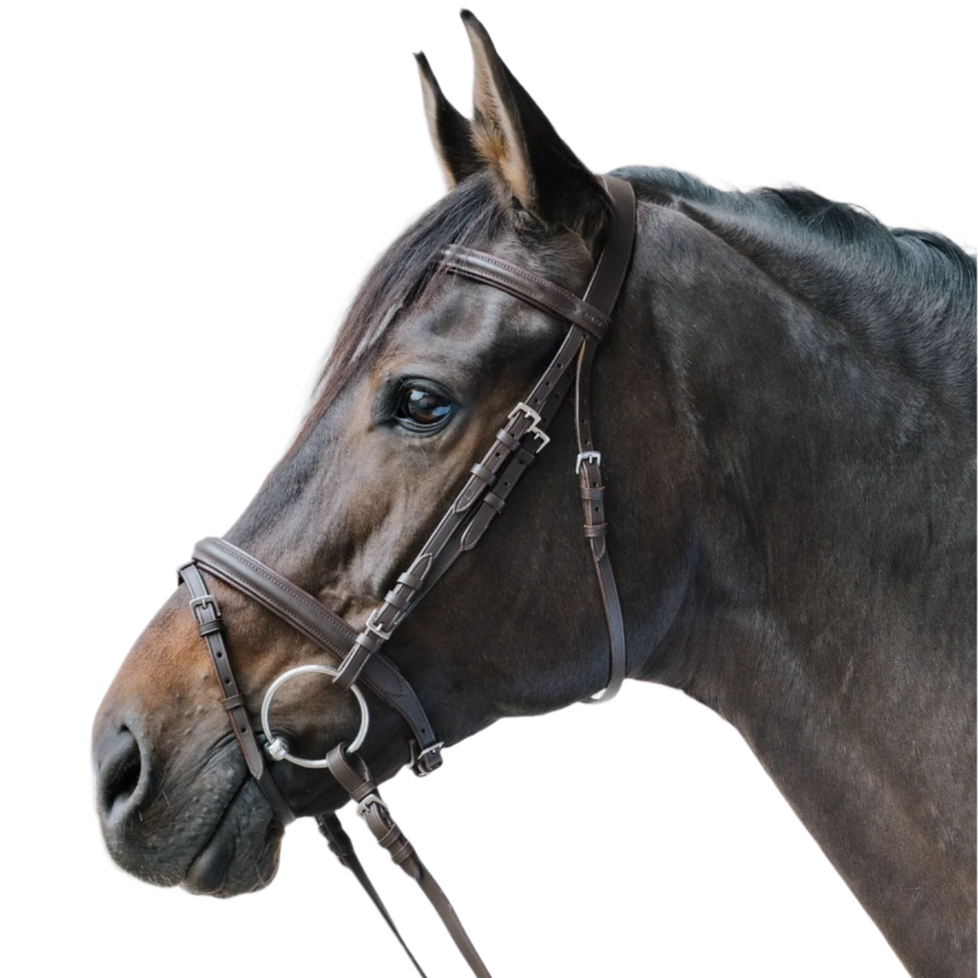 STAR Bridle Lifestyle