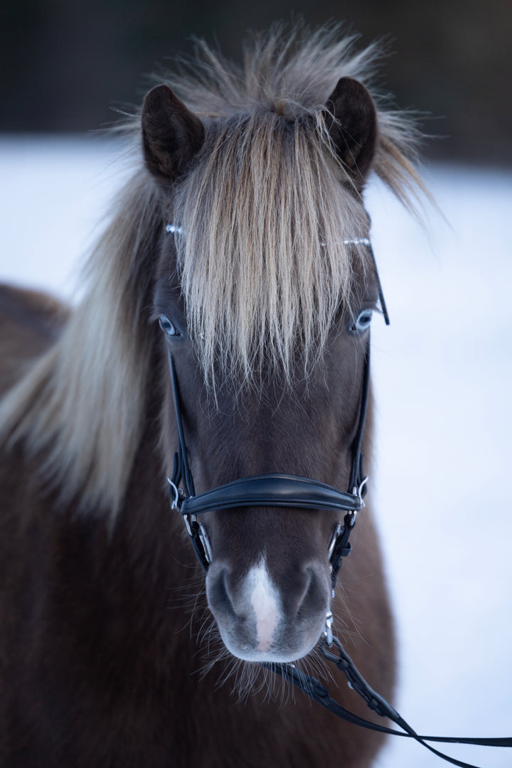 HorseGuard Norfolk islænder trense