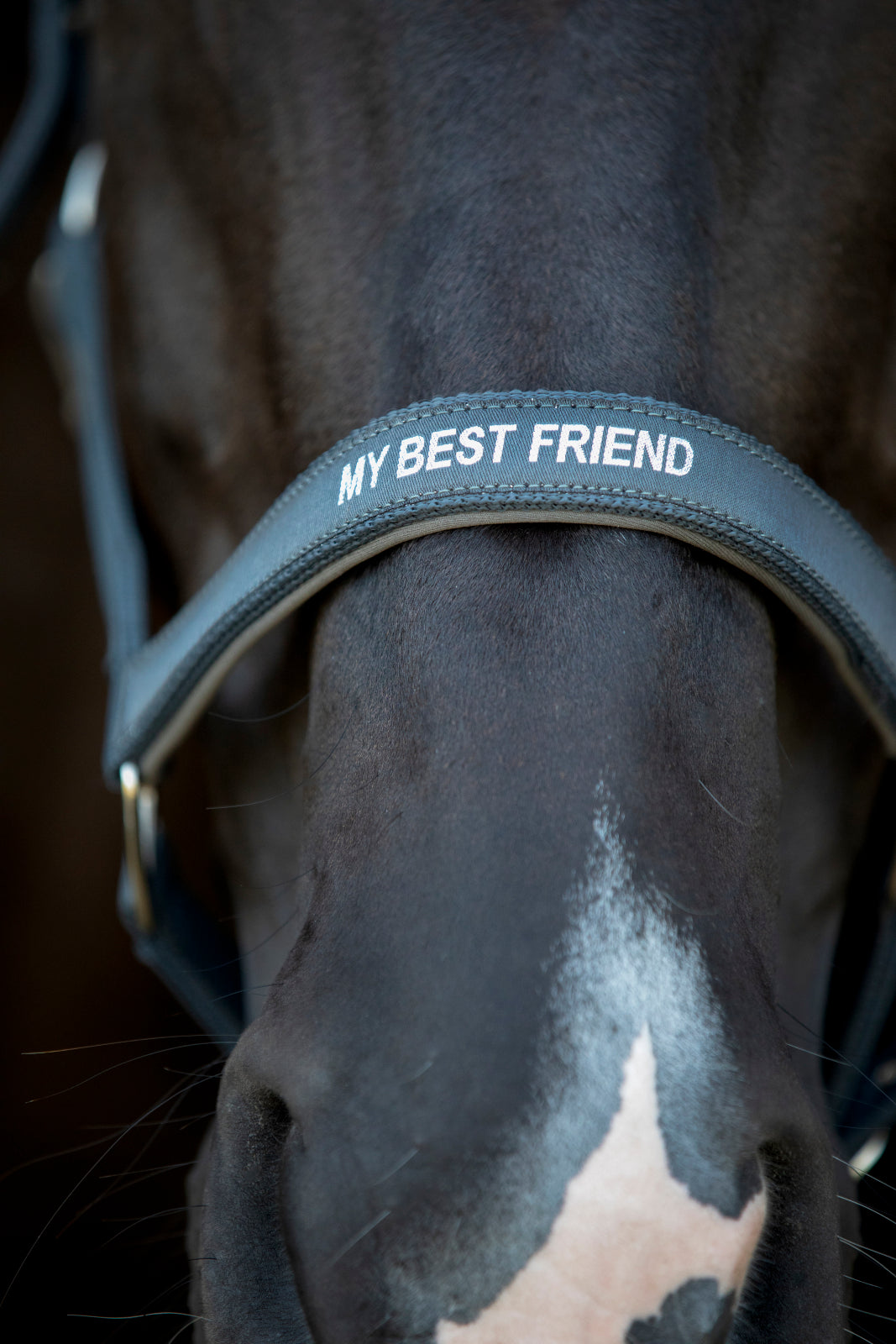 HorseGuard Malva grime med tekst
