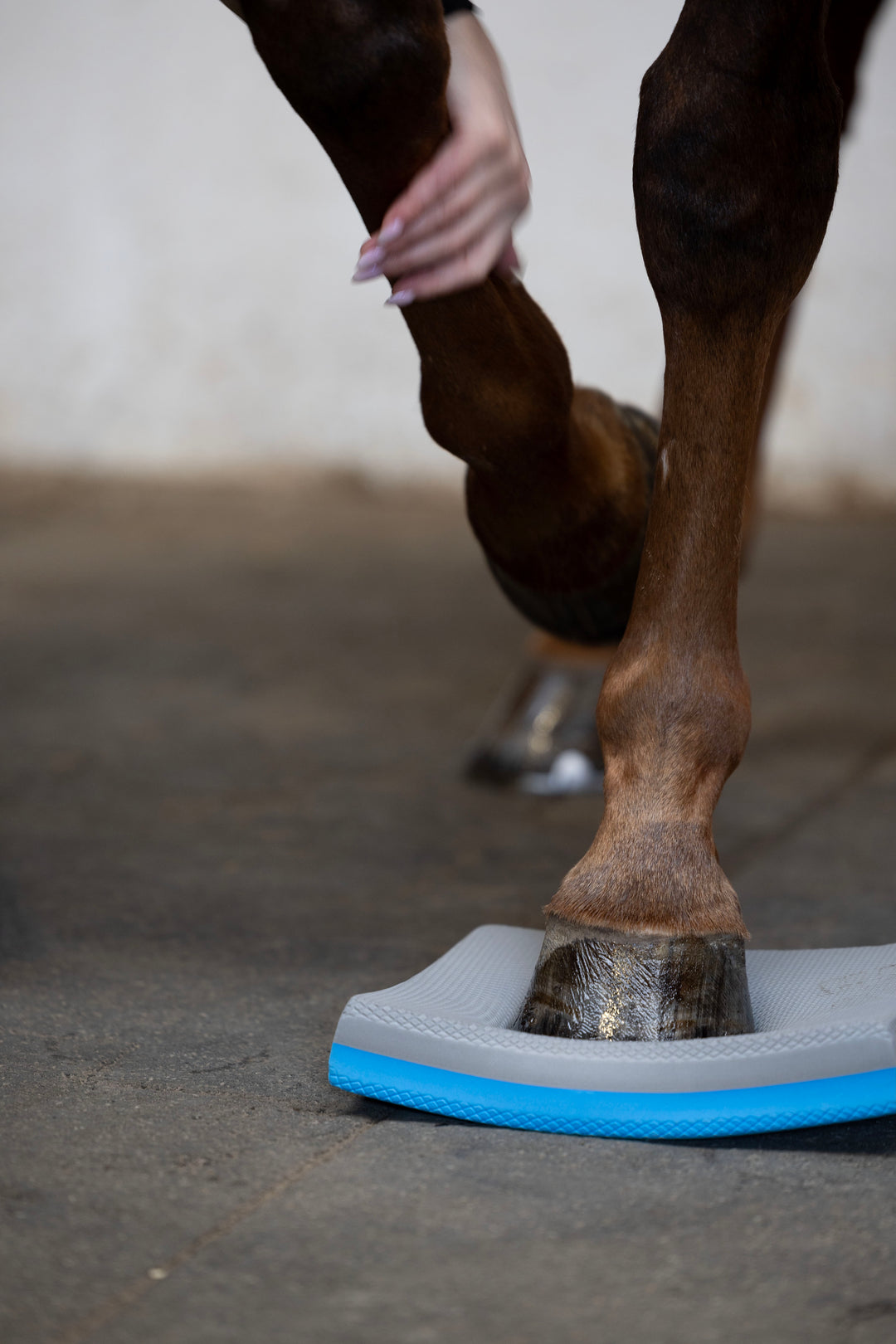 HorseGuard Balance Pads