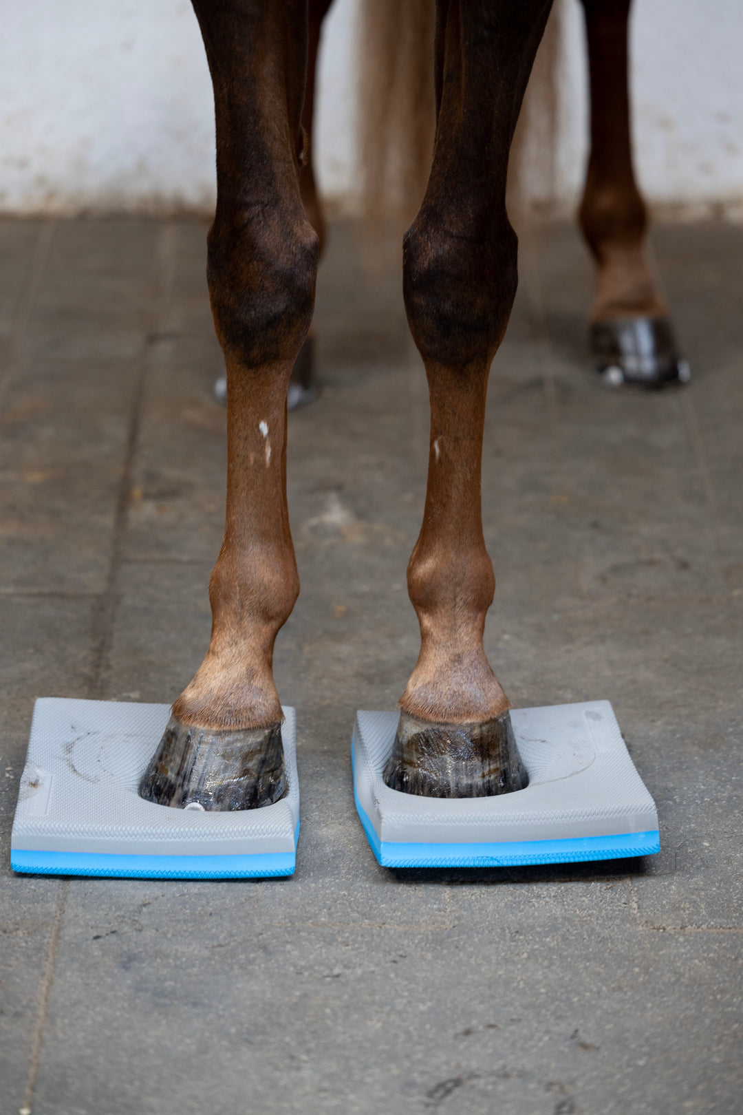 HorseGuard Balance Pads