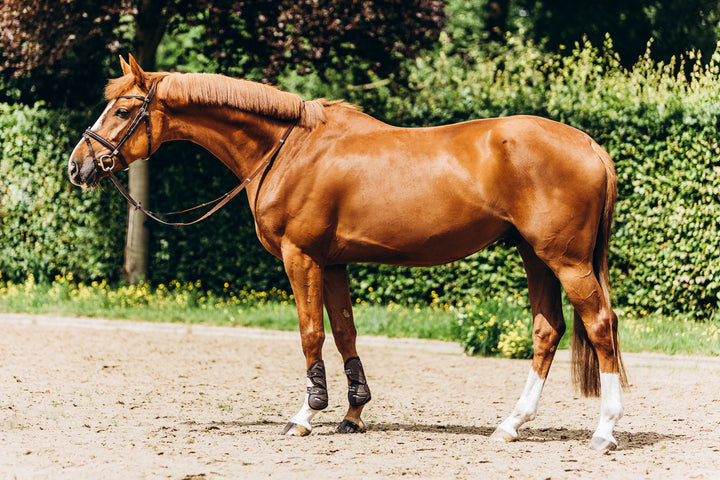 Stübben & Evolution Hybrid gamache- forben