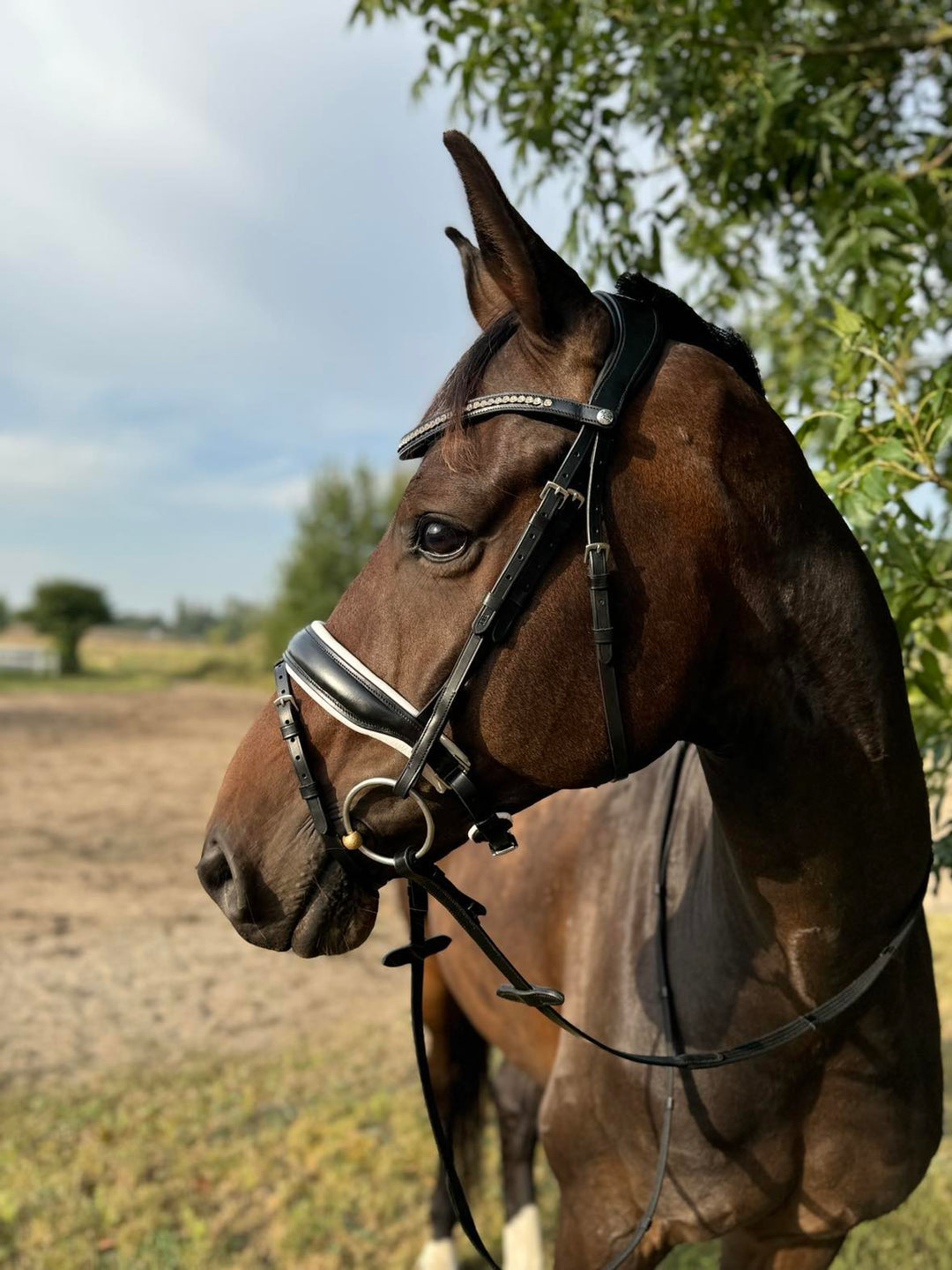 RD Lux Noir Trense Sort/Hvid