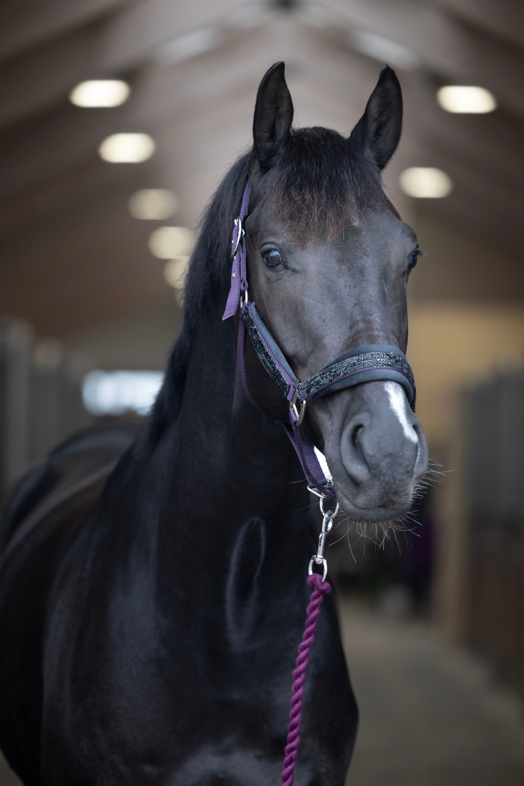 HorseGuard Fonda træktov