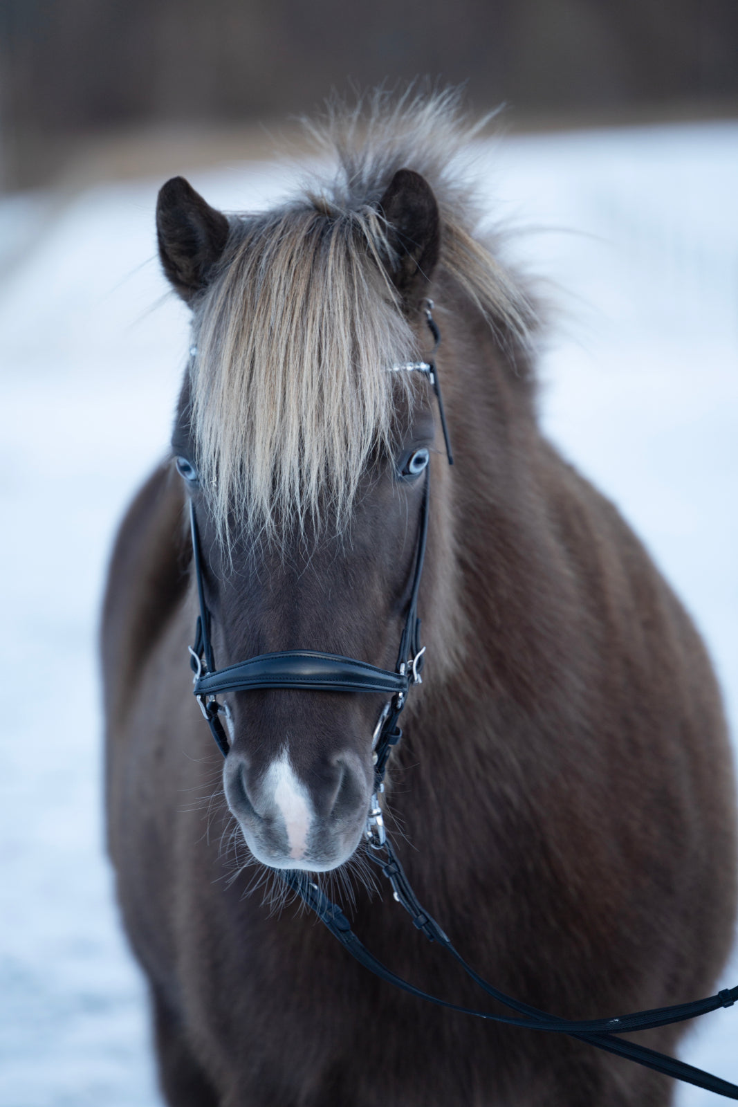 HorseGuard Norfolk islænder trense
