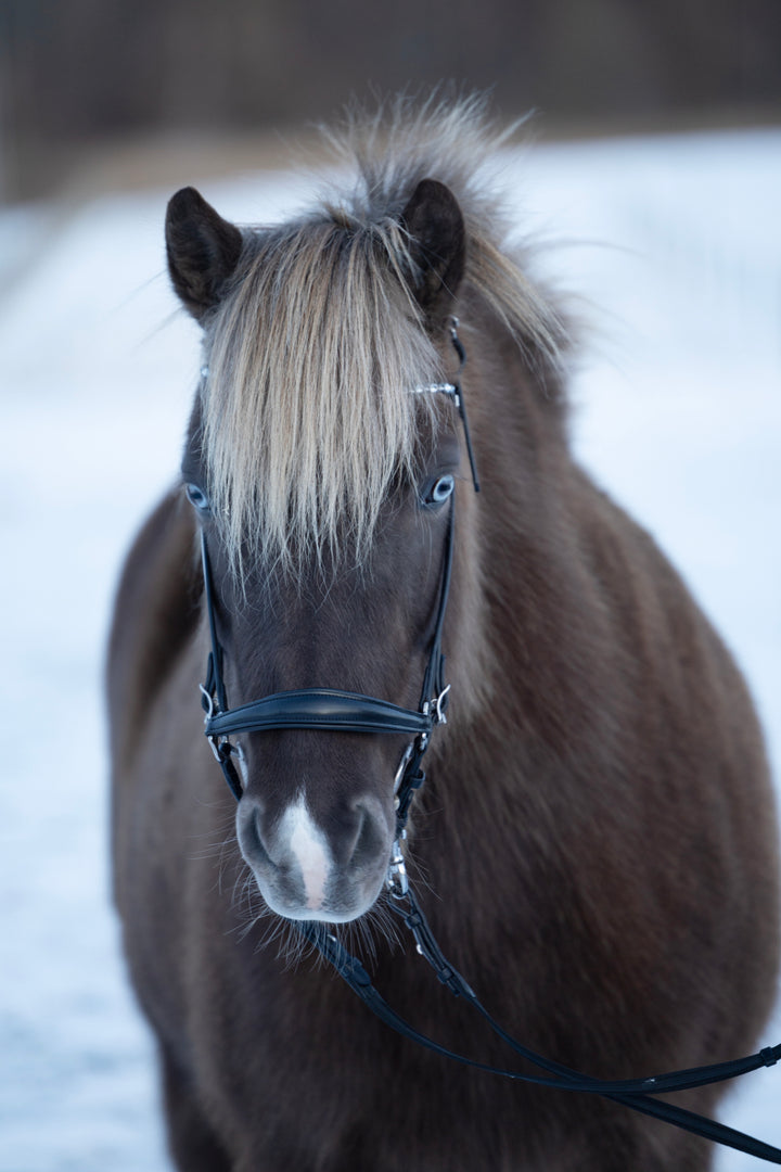 HorseGuard Norfolk islænder trense