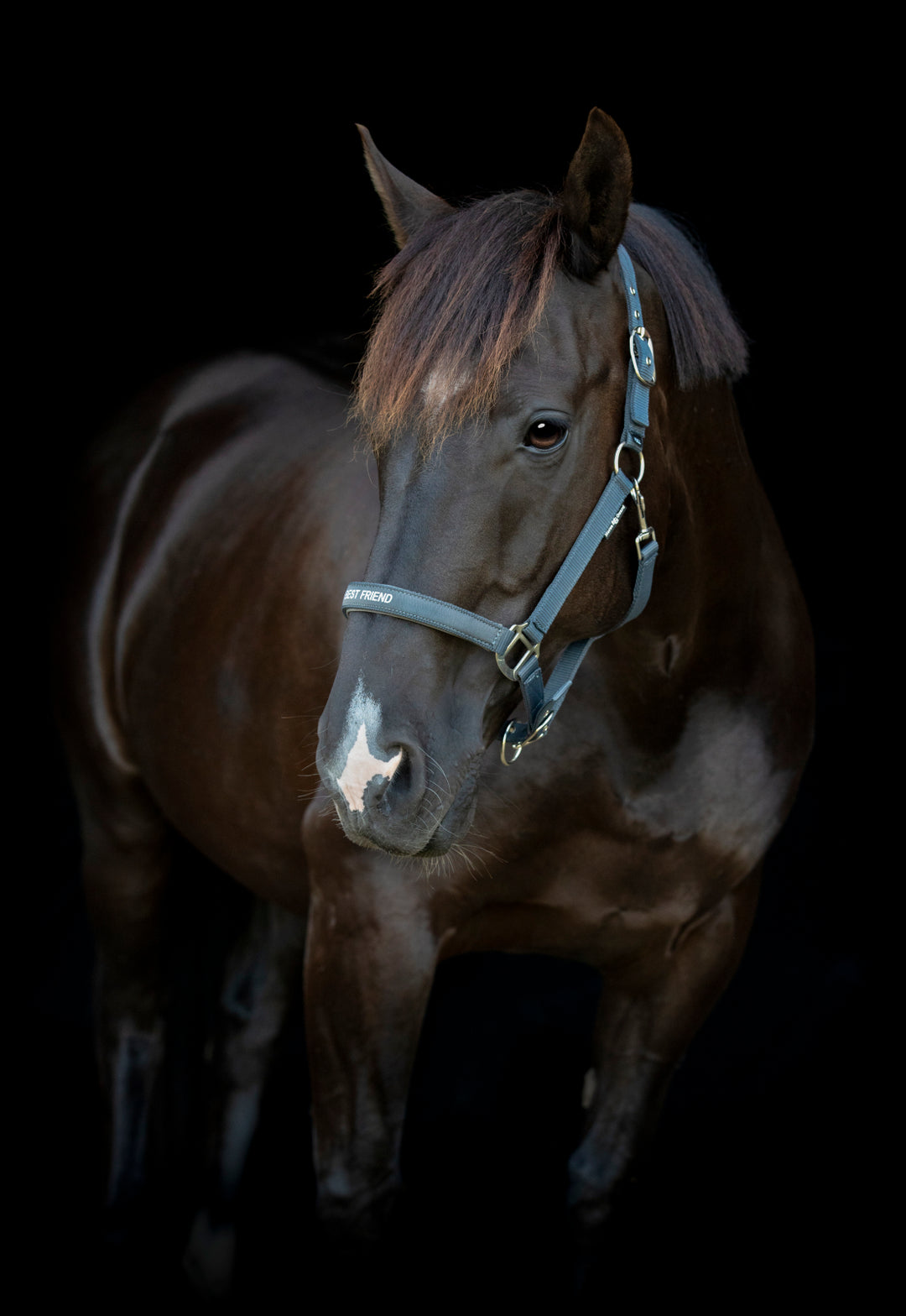 HorseGuard Malva grime med tekst