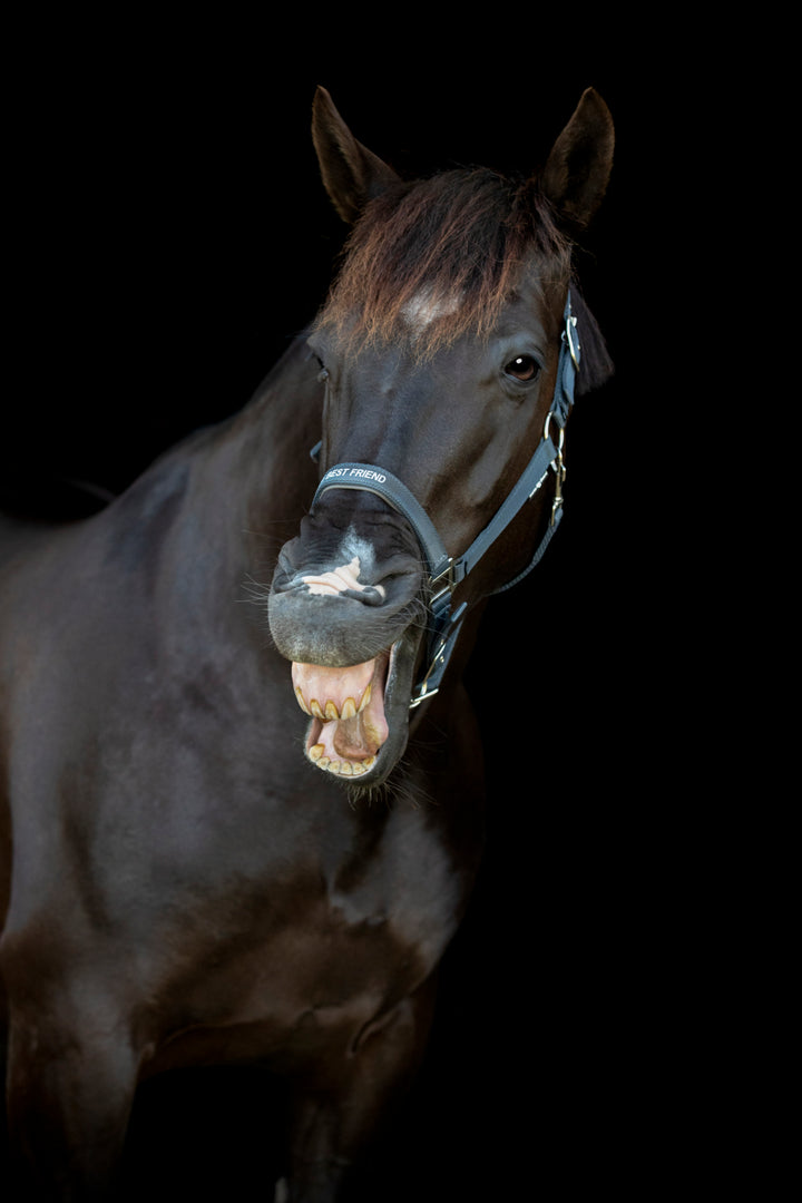HorseGuard Malva grime med tekst