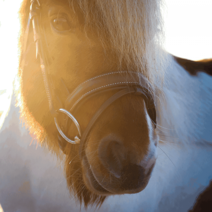 Herman Sprenger Dynamic Pony/Iceland
