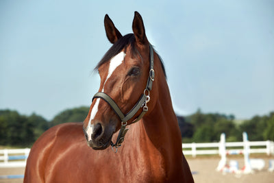 HorseGuard Anatomic grime