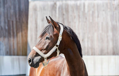 HorseGuard Anatomic grime