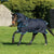 Horseware Amigo Bravo 12 Plus Bundle (3 i 1)