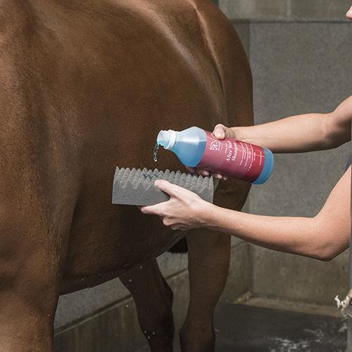 Blue Hors After Work shampoo