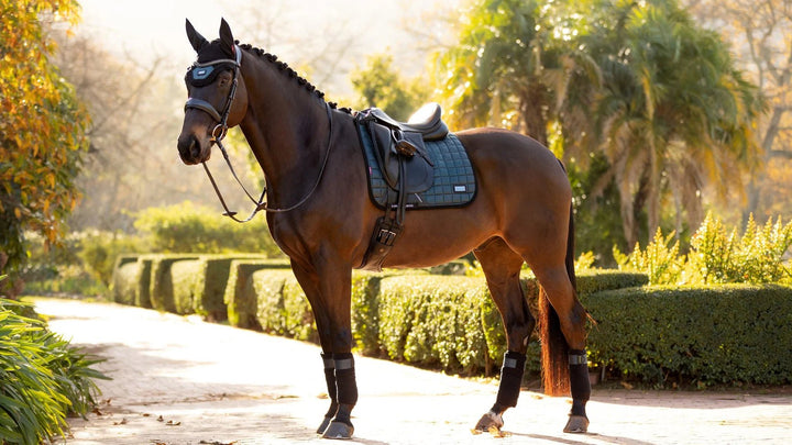Lemieux Rhone Polo Bandager