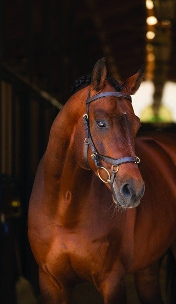 Rambo Micklem Multibridle trense