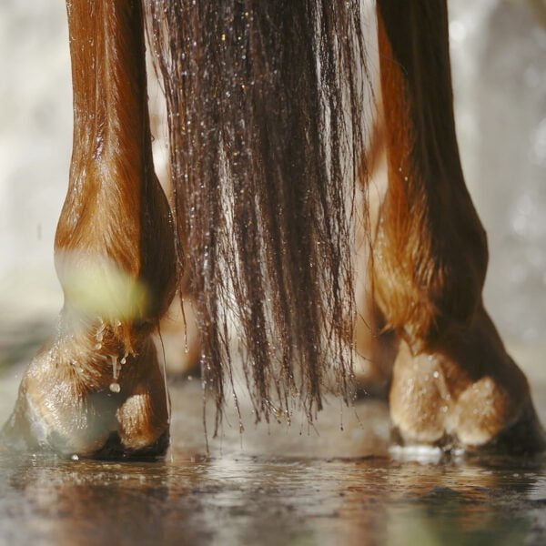 Nathalie Horsecare After Work Wellness shampoo