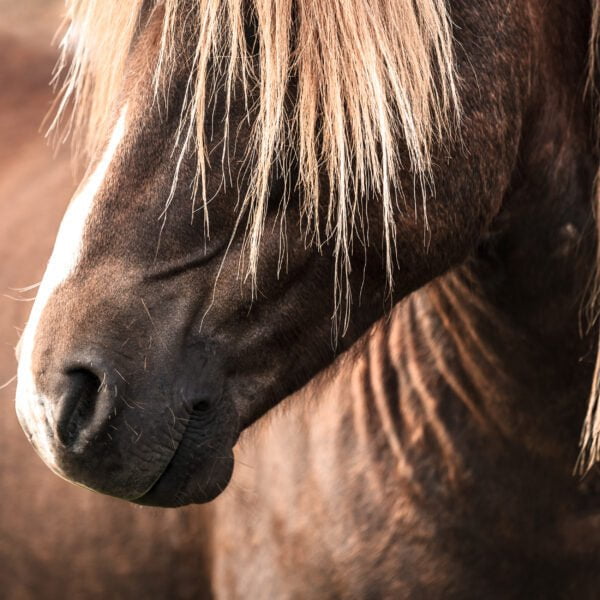 Nathalie Horsecare Icelandic Horse shampoo